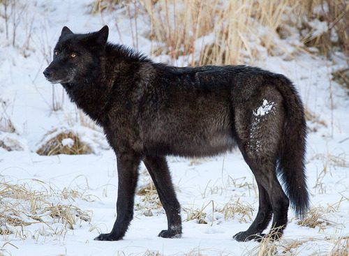 witchedways:agameofwolves:The Wolves (and other critters) Are Waiting by Max Waugh Photography on Fl