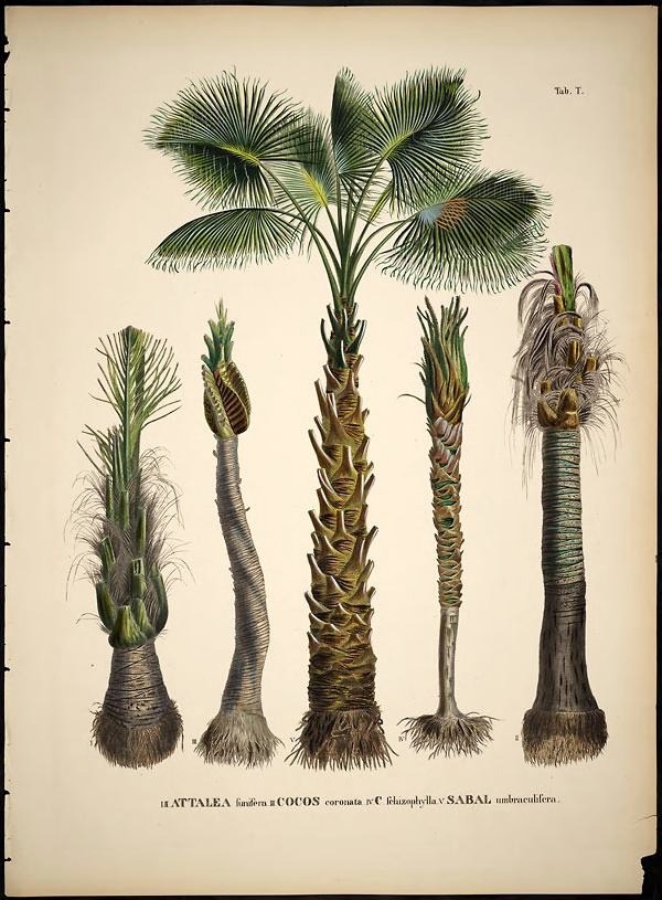 wapiti3:  The natural history of palm trees  By Martius, Karl Friedrich Philipp