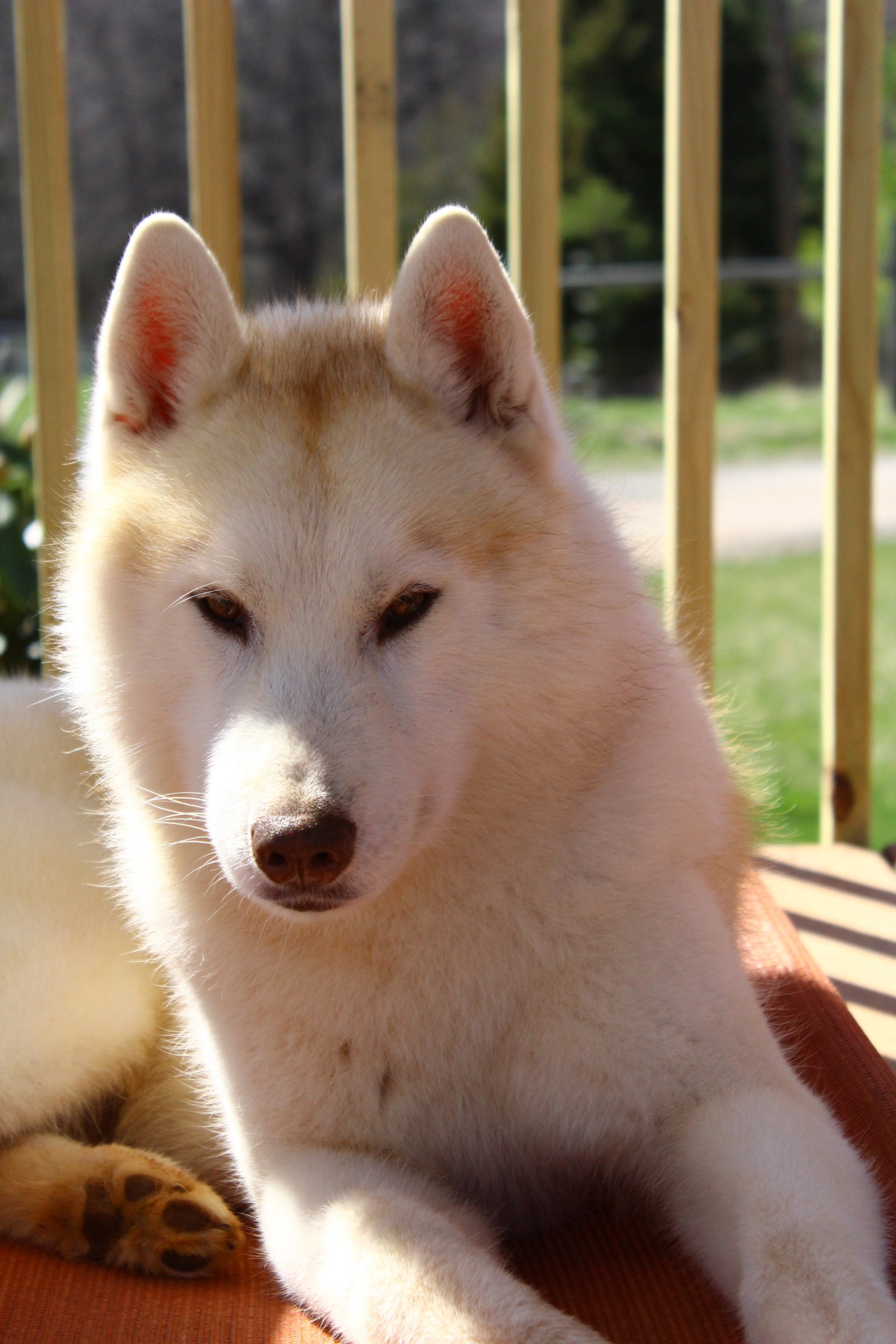 husketeers:  Another introduction post, this time of the dogs I live with. Reno,