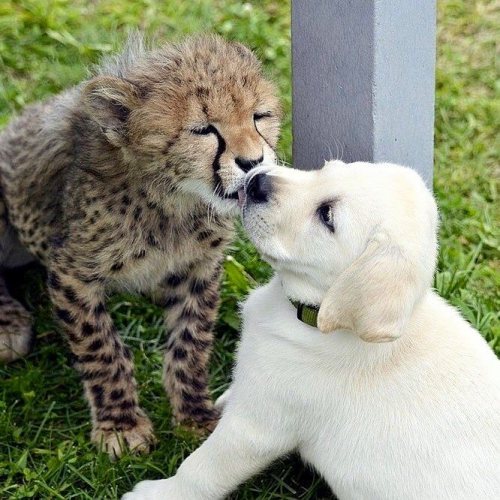 awwww-cute: True love comes in different forms (Source: ift.tt/1IMDa1O)