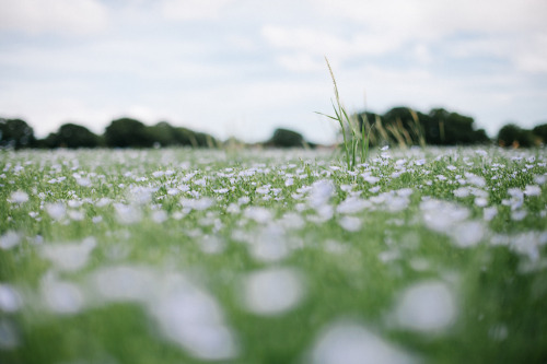 floralls:    by  Kat Heyes   
