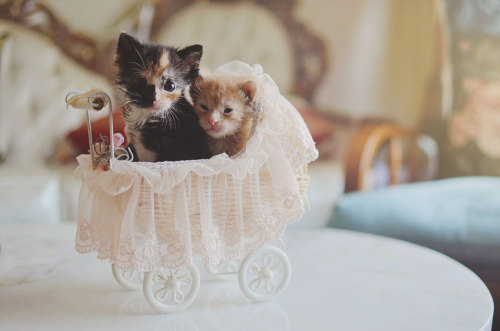 chronically-badass: oreides: littlejademermaidprincess: bunnichiwa: Our newest foster kittens - Neva