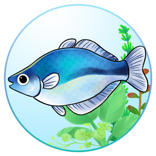 Rainbowfish: Colorful freshwater fish that makes excellent pets, they are highly active so best kept