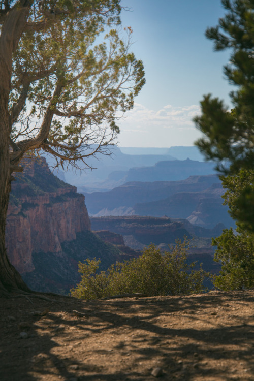 charleyzheng:All sunshine on the South Rim.