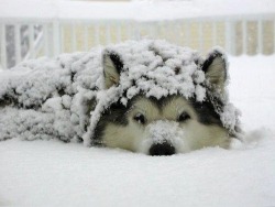 pookie-bear17:  awwww-cute:  His little snow