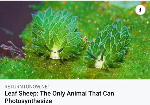 leaf sheep