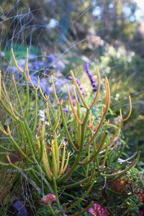 Early frosty morning walk. Just a light frost this time, a warning the season will be closing soon :