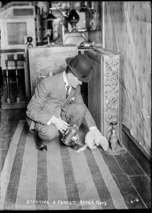 New York CIty. A Rat Catcher and his Ferrets on the Job, circa 1920.