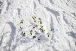 wasjaimelannister:  Flowers in Snow || Veronika Gilková 