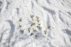 Flowers In Snow || Veronika Gilková