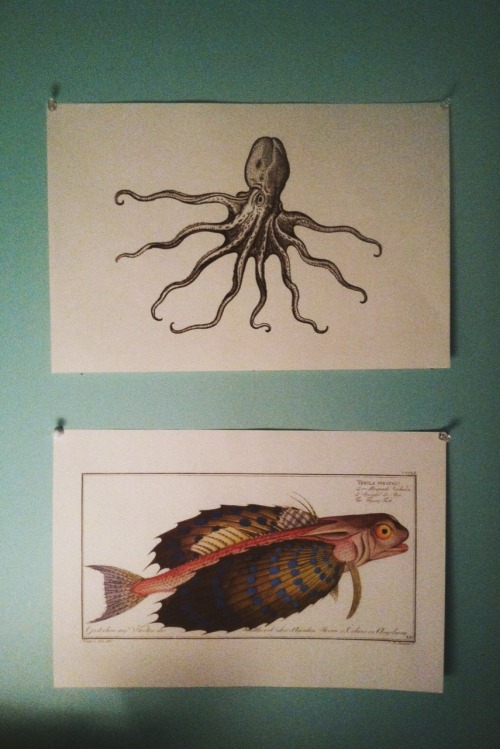 athyriumotophorum:
“ Some scientific illustrations I have on my wall
”