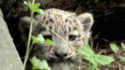 babyanimal-gifs:  snow leopard cub.x 