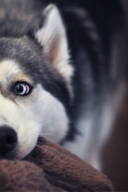 wolverxne:  Husky Tug of War | by: { Omar