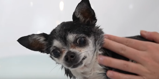 biggest-gaudiest-patronuses:  kickitupanotchbug: biggest-gaudiest-patronuses: livestream’s done, share screenshots if u got em You did not specify of what.  and i was in no way disappointed 