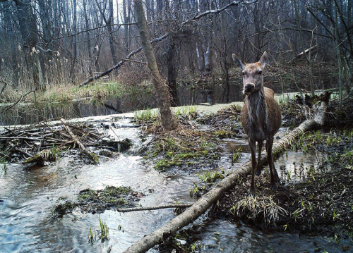 abluegirl:  Chernobyl’s Wildlife Survivors When Mary Mycio tells people she visited the radioactive fallout zone around Chernobyl to study the region’s animals, the questions are always the same. Do the animals have two heads? Do they glow?  Actually,