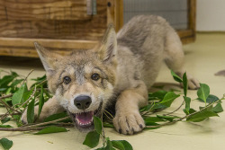 sdzoo:  Puppy Love Shadow the wolf pup stole our hearts. Who could resist that smile!? 