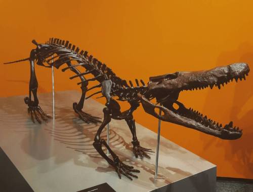 #exhibition #naturalhistory #fossil #skeletton #krokodile (hier: Naturkundemuseum)