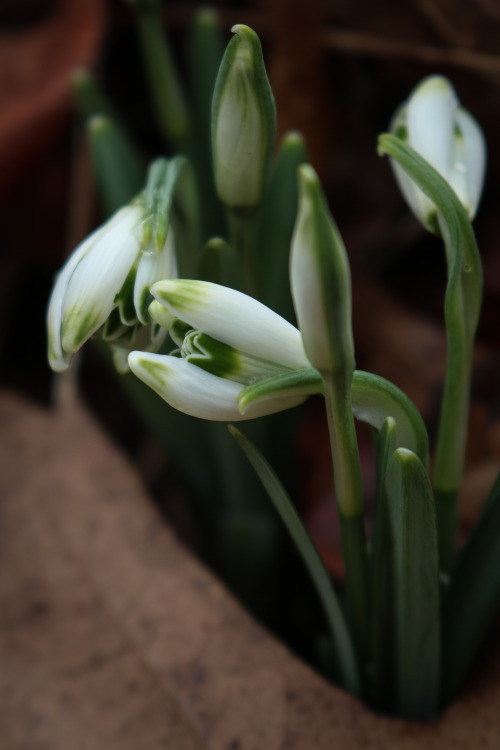 Winter flowers &hellip;   ground hugging little treasures &hellip; enjoying this milder than usual w