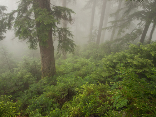 90377:Hiking Coliseum Mountain by Moss