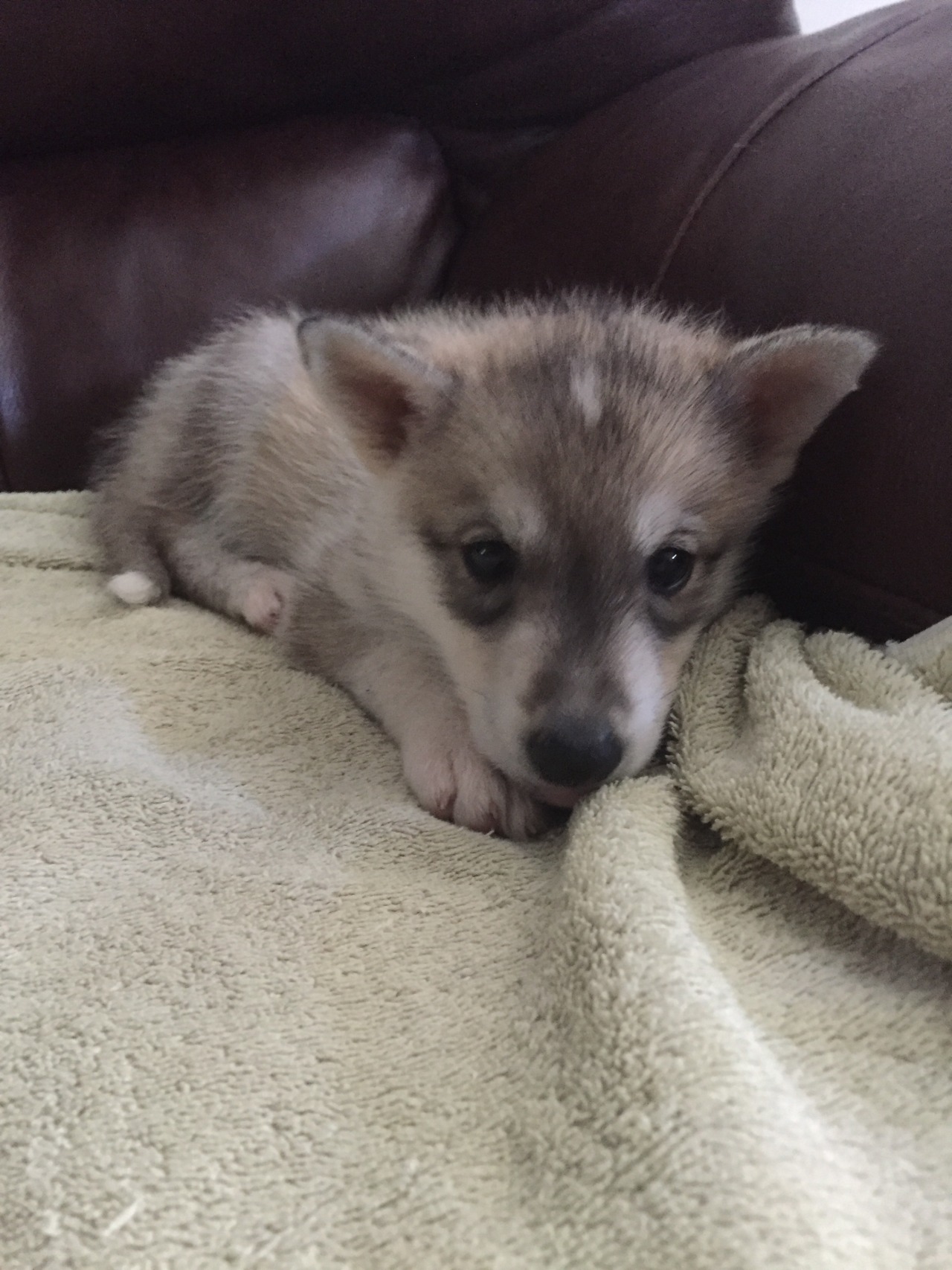 Mom is a Timber Wolf, dad is a Siberian Husky, and she is a babe.