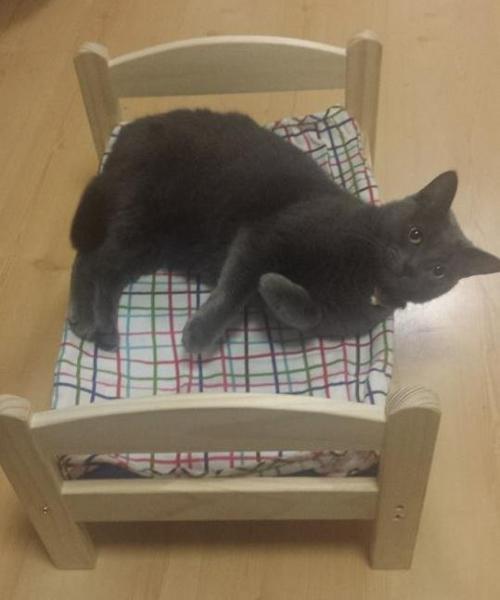 americanlibraryassoc: catsbeaversandducks: Doll Bed Is The New Box All photos via Reddit. Please cli