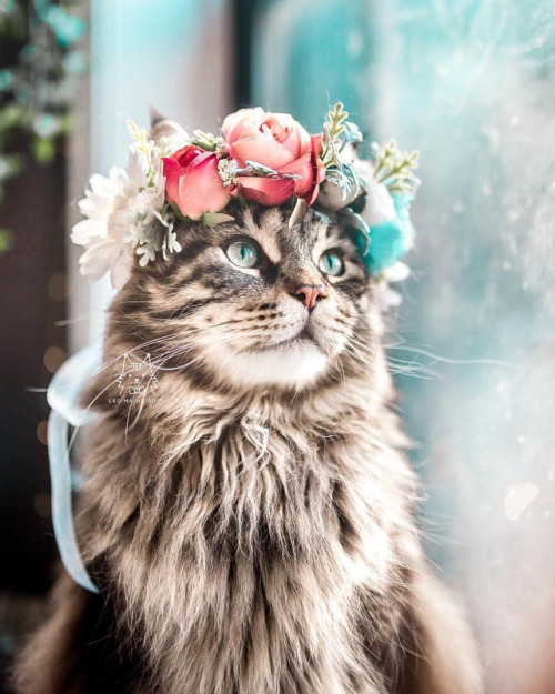 Leo loves his flower crowns | by leo.mainecoon