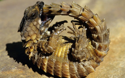 Allcreatures:   An Armadillo Lizard Bites Its Own Tail While Trying To Roll Into
