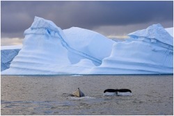 Cruising chilly seas (Humpback whales in