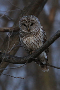 medieval-woman:Barred Owl by Seabamirum