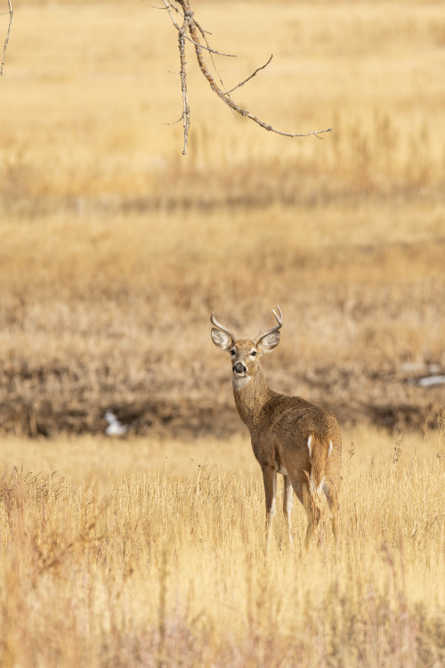 White-tailed buck (Odocoileus virginianus) Rocky Mountain Arsenal National Wildlife Refuge, Colorado