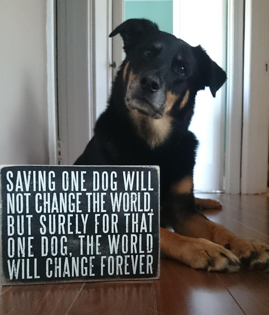 awwww-cute:  My Meg reminds you to rescue your next best friend (Source: http://ift.tt/1lIabZp)