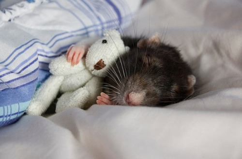 sixpenceee:Hello friends. Here are some pictures of rats cuddling with teddy bears if you’re having 