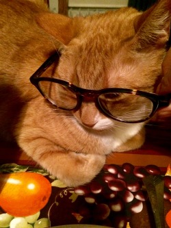 animal-factbook:  A little-known fact is that cats were at the forefront of the hipster movement. When asked about his glasses, this cat replied, “I was wearing them before it was cool.” abbyink