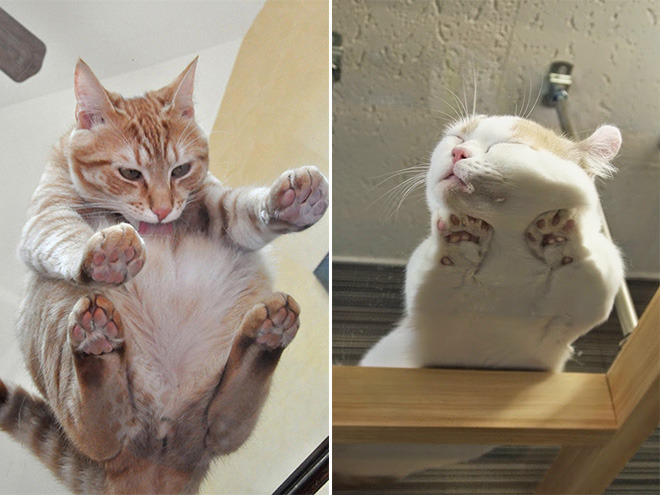 Gatos vs Cristales: El recopilatorio que estabas esperando