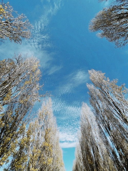 poplar trees.lompoc, ca.