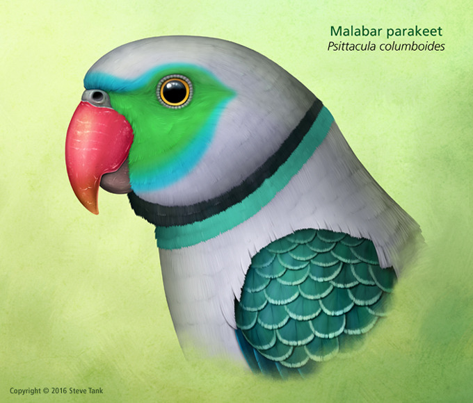 stevetank:
“ Malabar parakeet illustration
”
