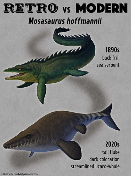 Retro vs Modern #07: Mosasaurus hoffmanniiThe first scientifically documented mosasaur fossils were 