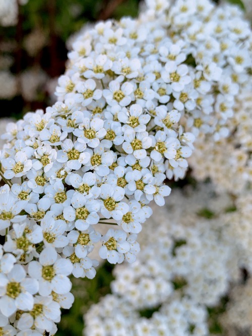 May abstract challenge - shallow depth of field