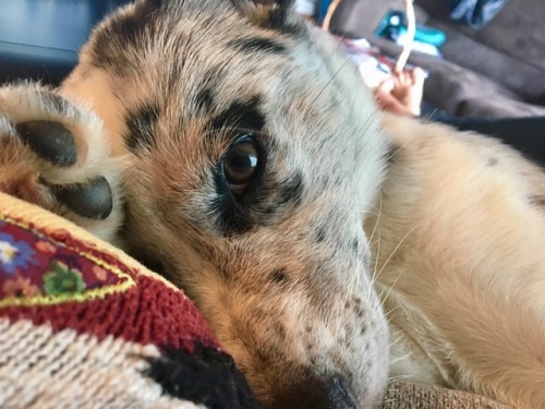 A Horrible, Sleepy Little Creature