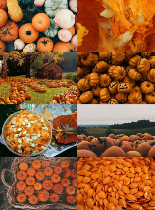 mypieceofculture:Halloween Aesthetics // Pumpkin Aesthetic