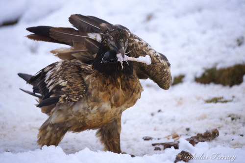 Bearded Vulture (Gypaetus barbatus) © Nicholas Ferrary