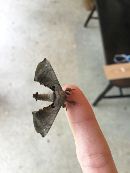 fyeahcutemoths: found this cutie on my window! what is it?Laothoe populi, or Poplar Hawk. Thanks for