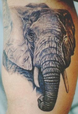alltattoopics:  Elephant Tattoo by Tom Renshaw