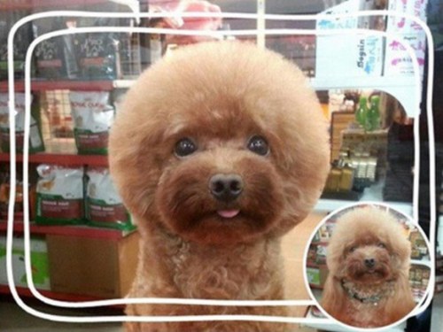 laughingsquid:  Taiwanese Pet Groomers Give Haircuts to Small Dogs to Make Their Heads Appear Perfectly Square or Round