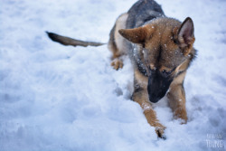 Shepherd-Tails:  1/6/2015 Always Eating Snow…