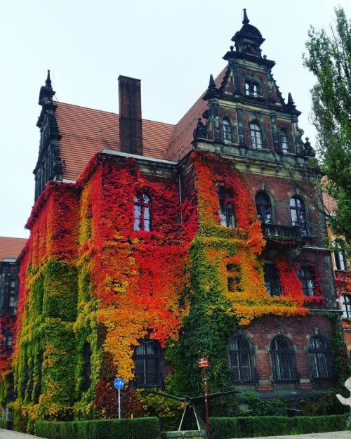 sweetly-tastefully-twisted: sixpenceee: Incredibly couloured ivy on Museum of Natural History in Wro