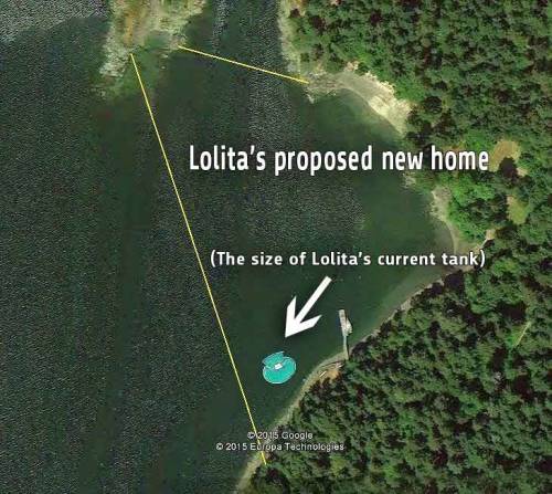 long-islanddd:peta2:HUGE, HAPPY NEWS!Lolita is an orca who lives in the SMALLEST orca tank in the Un