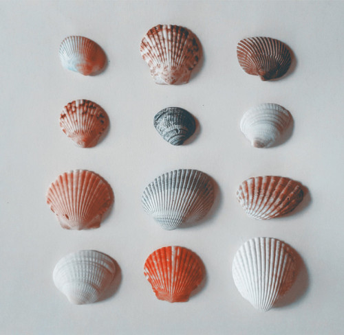 hitrecord:“she sells sea shells”