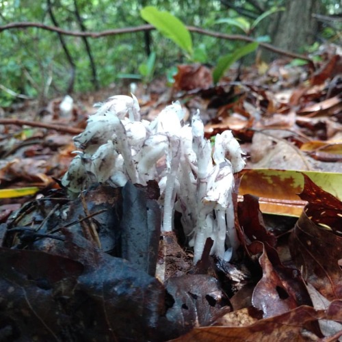 More reasons I like the rain… . . . #blacksmithing#Monotropauniflora #ghostplant #ghostpipe