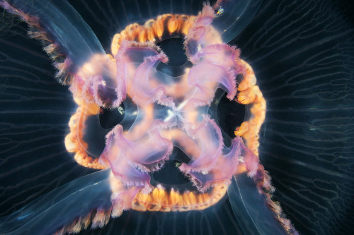 XXX geometrymatters:  Jellyfish Space  Jellyfishes photo